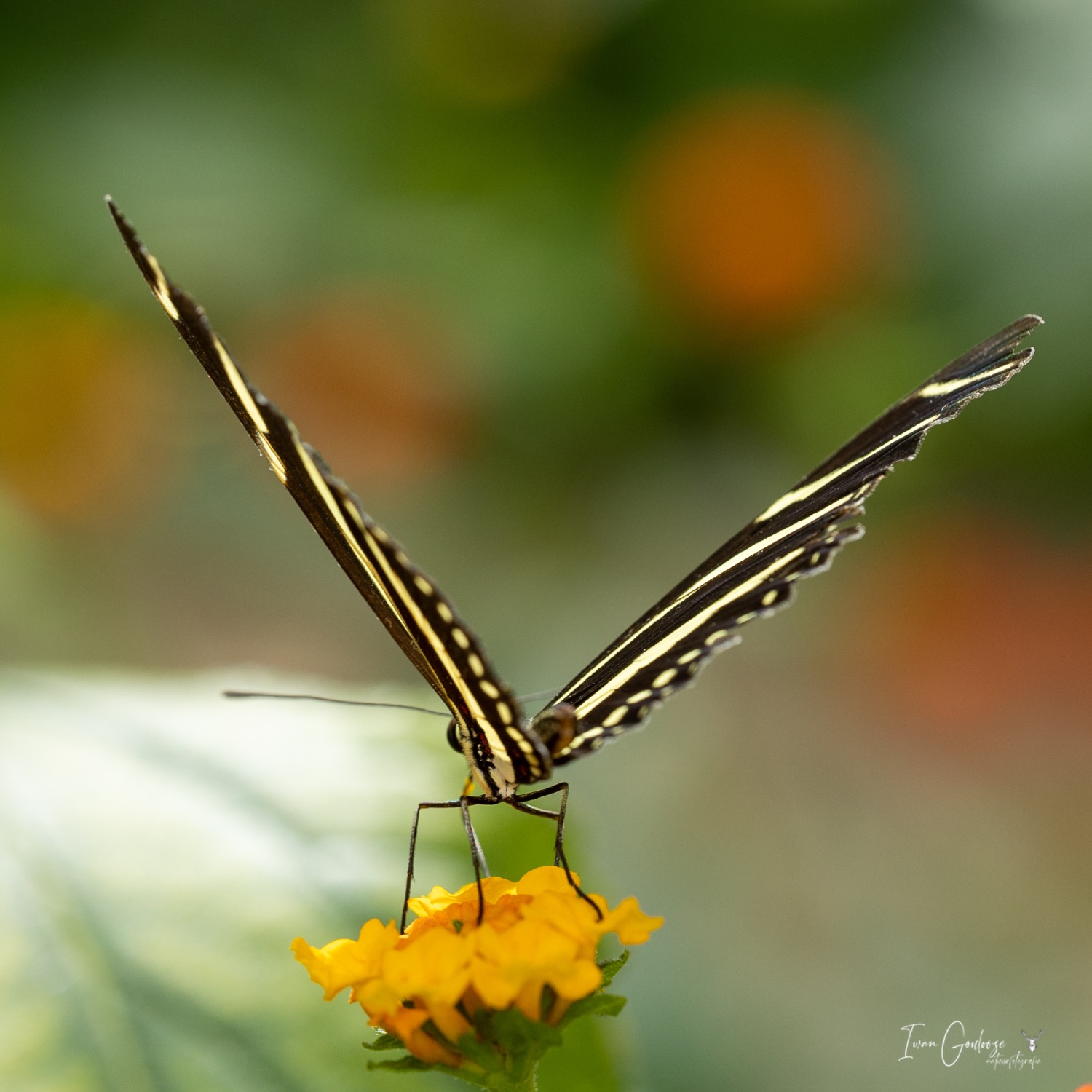  R2A3071 28 mei 2023 1600 46